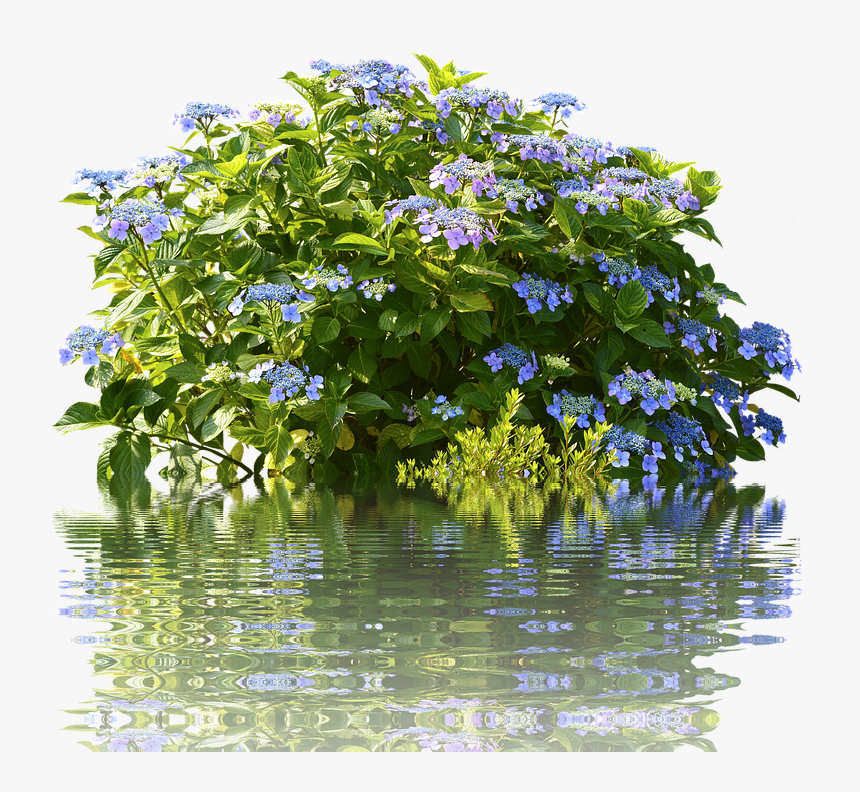Hydrangea Bush Png - Rose Tree Bush Png, Transparent Png