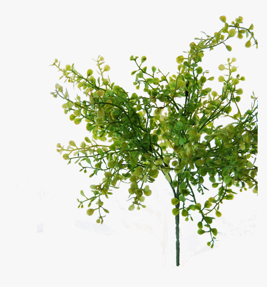 Flowerdutchess Myosotis Bush Green 25cm Edited - Tree, HD Png Download