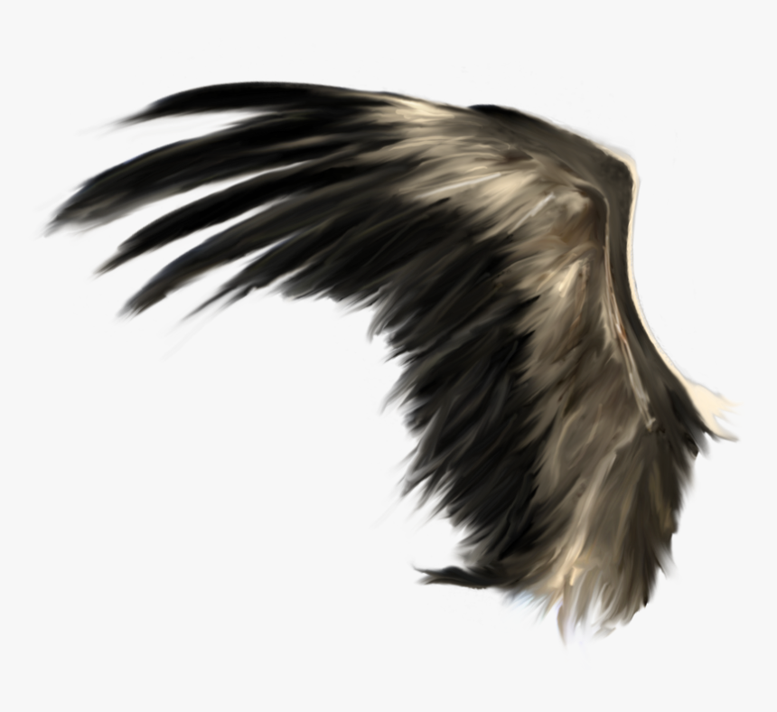 Wings Png - Realistic Black Wings Png, Transparent Png