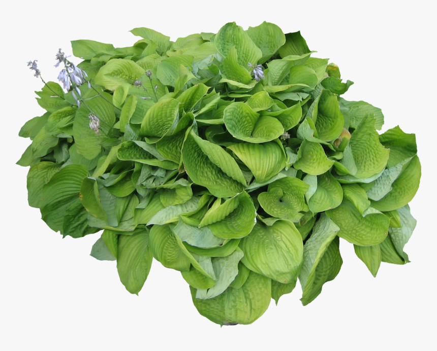 Herb Looks Like Parsley, HD Png Download