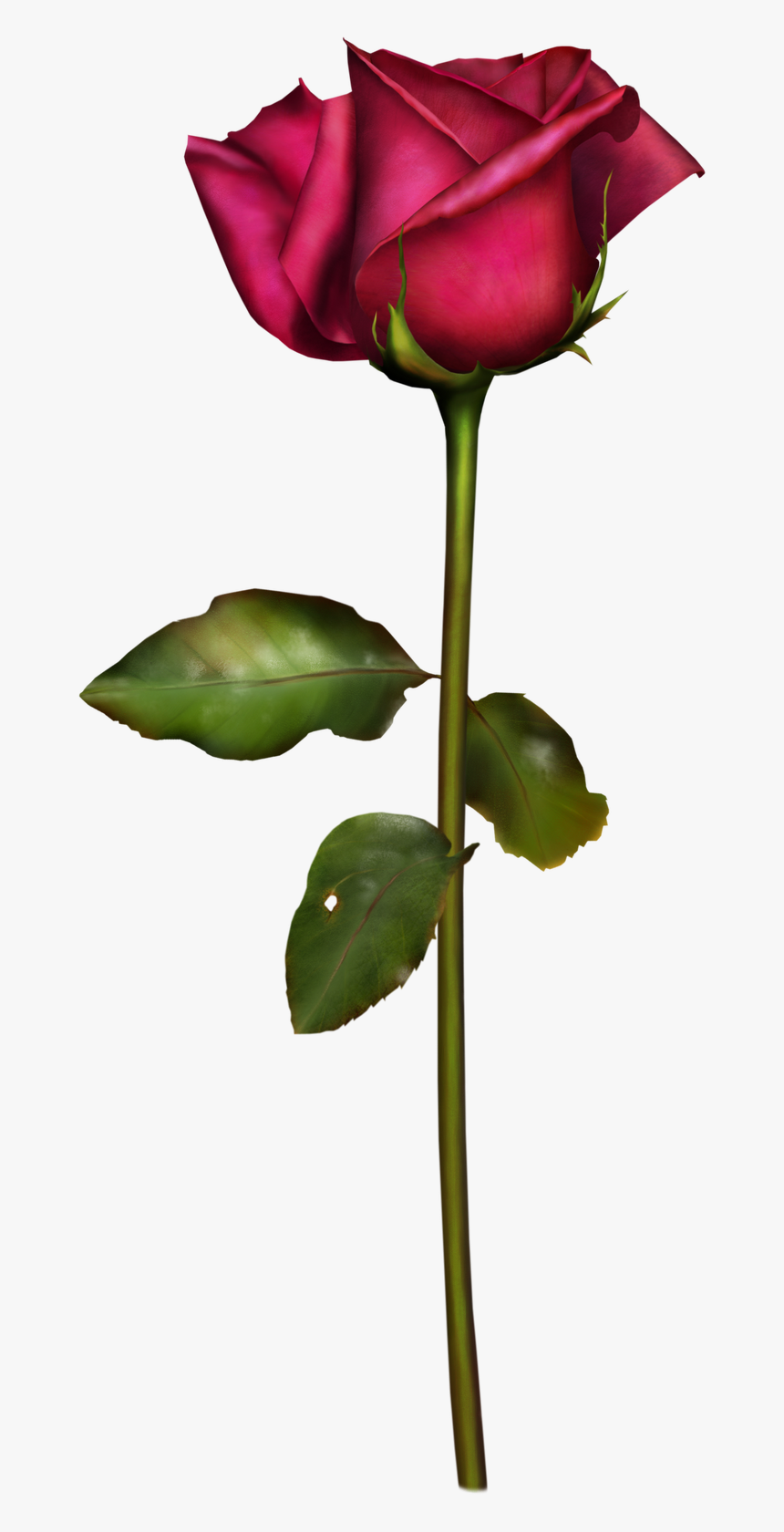 Rosas Png, Transparent Png