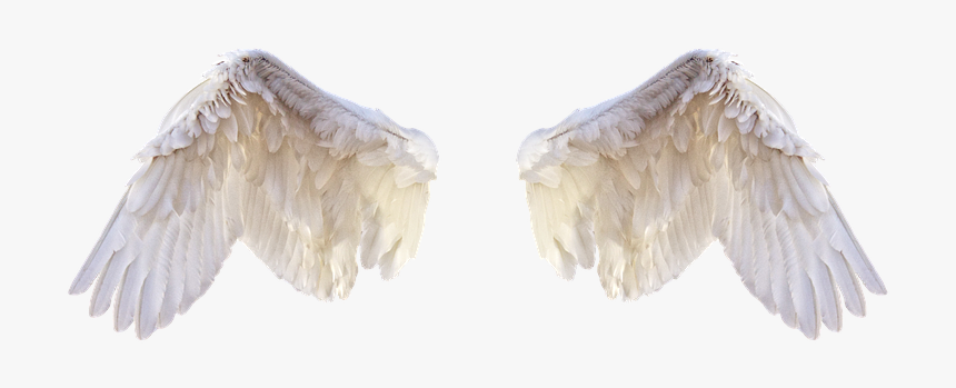 White Wings, Wings, Bird, Feathers, Freedom, Fly, Png - Feathers For Editing, Transparent Png