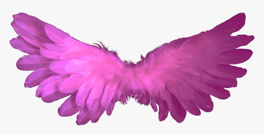 Baby Angel Wings Png, Transparent Png