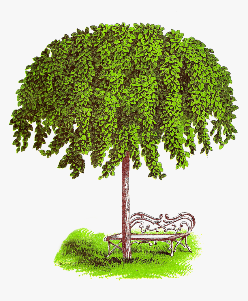 Tree Antiqueimages Blogspot, HD Png Download