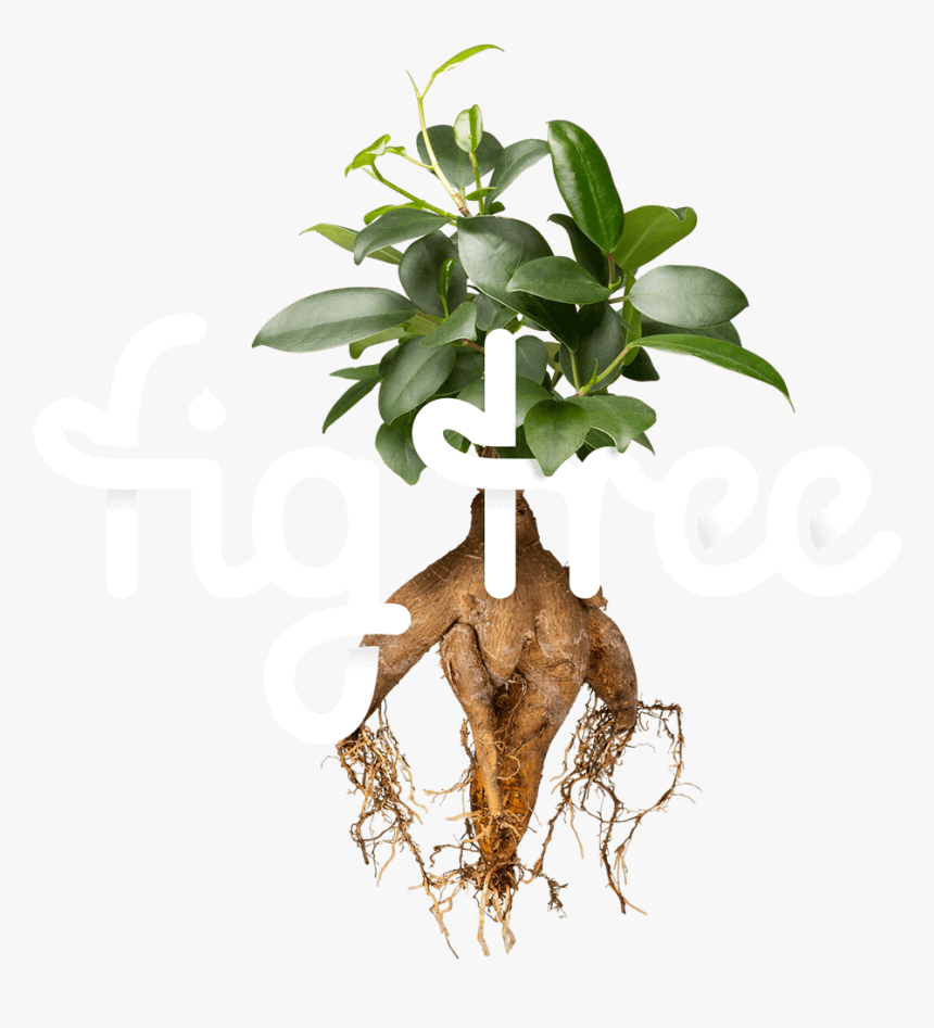 Transparent Digital Tree Png - Fig Tree Graphic Design, Png Download