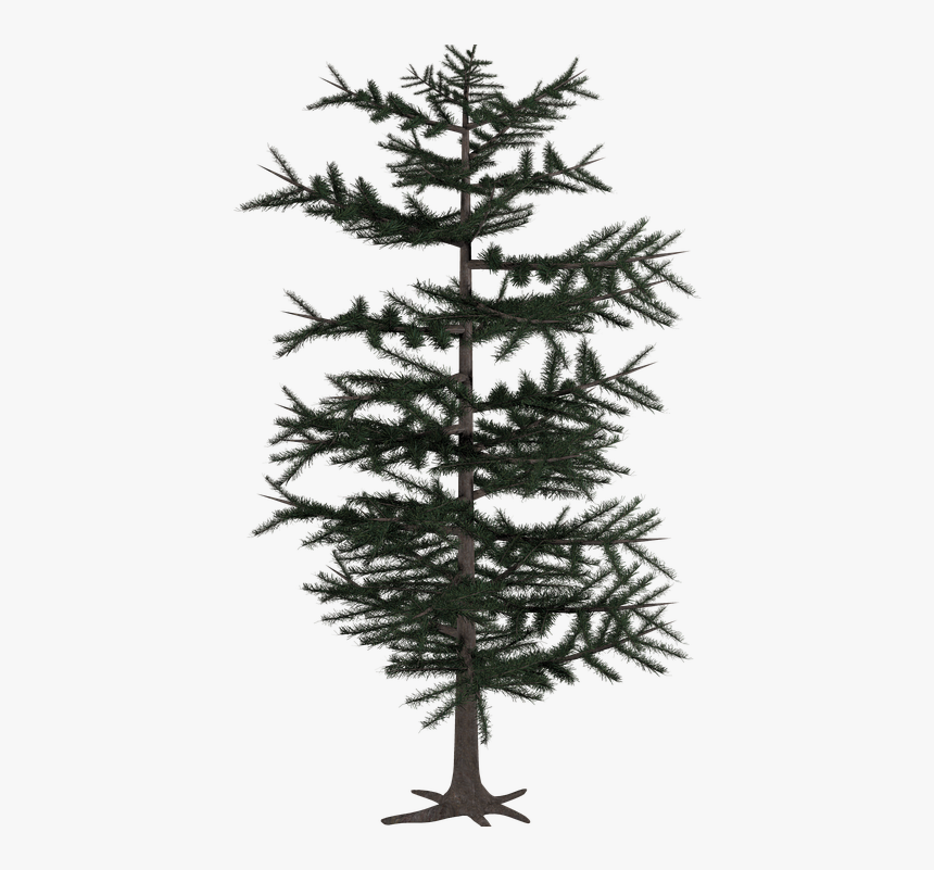 Tree, Isolated, Nature, Digital Art, Bloom - Arbol De Coniferas Png, Transparent Png