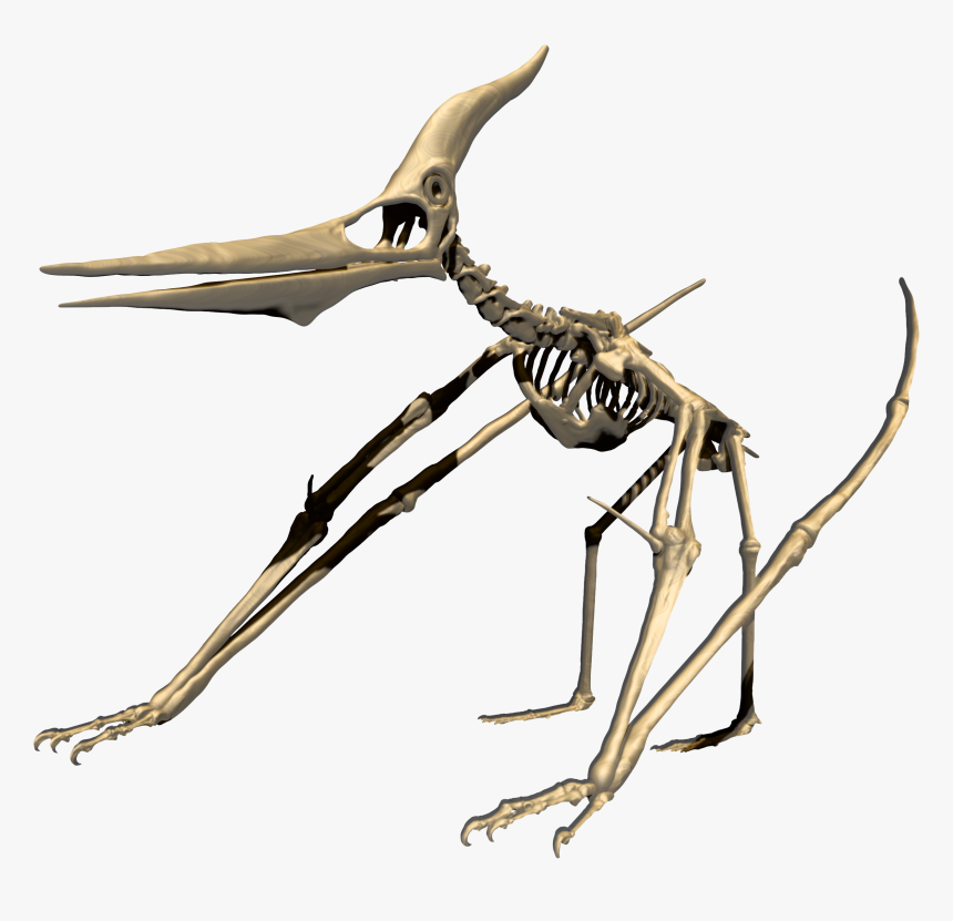 Flying Dinosaur 3d Print, HD Png Download