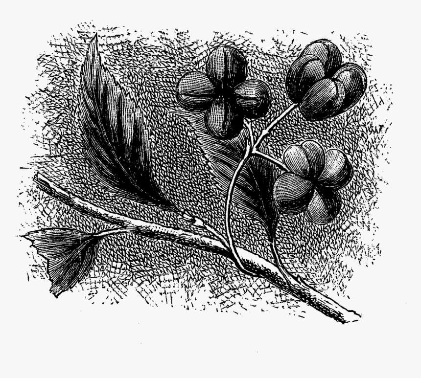 Wildflower Illustration Clip Art Digital - Drawing, HD Png Download