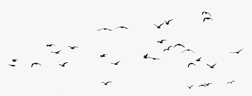Bird Gulls Silhouette Clip Art - Flock Of Seagulls Png, Transparent Png