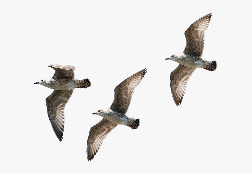 Gulls, Flying, Isolated, Seagull, Bird, Water Bird - Louise Hays Sleep Meditation, HD Png Download