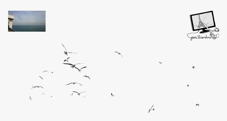 Seagull Png - Flock, Transparent Png