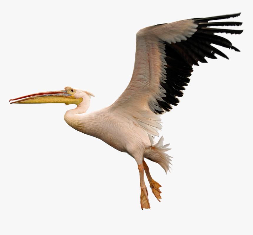 Transparent Seagulls Flying Png - American White Pelican Png, Png Download