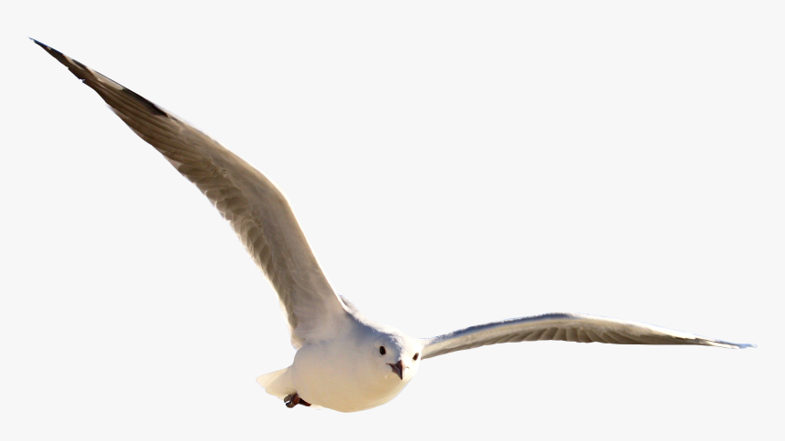 Gulls, HD Png Download