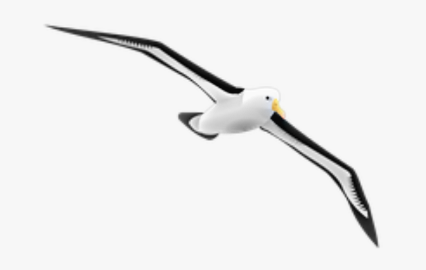 Transparent Seagulls Flying Png - Albatross Gif Png, Png Download