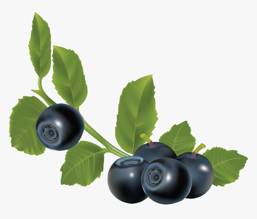 Blueberries Png - Herbs For Urinary Stones, Transparent Png