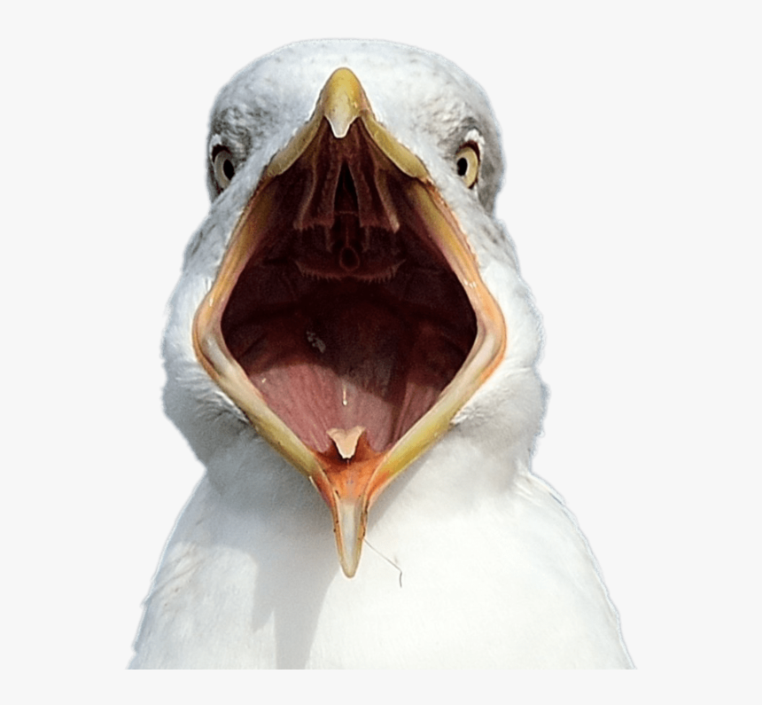 Dumb Seagull, HD Png Download