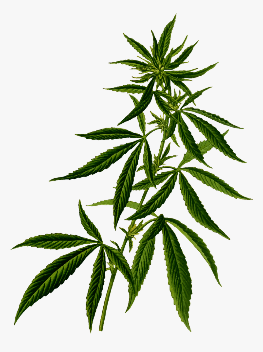 Marijuana Plant Png - Marijuana Plant, Transparent Png