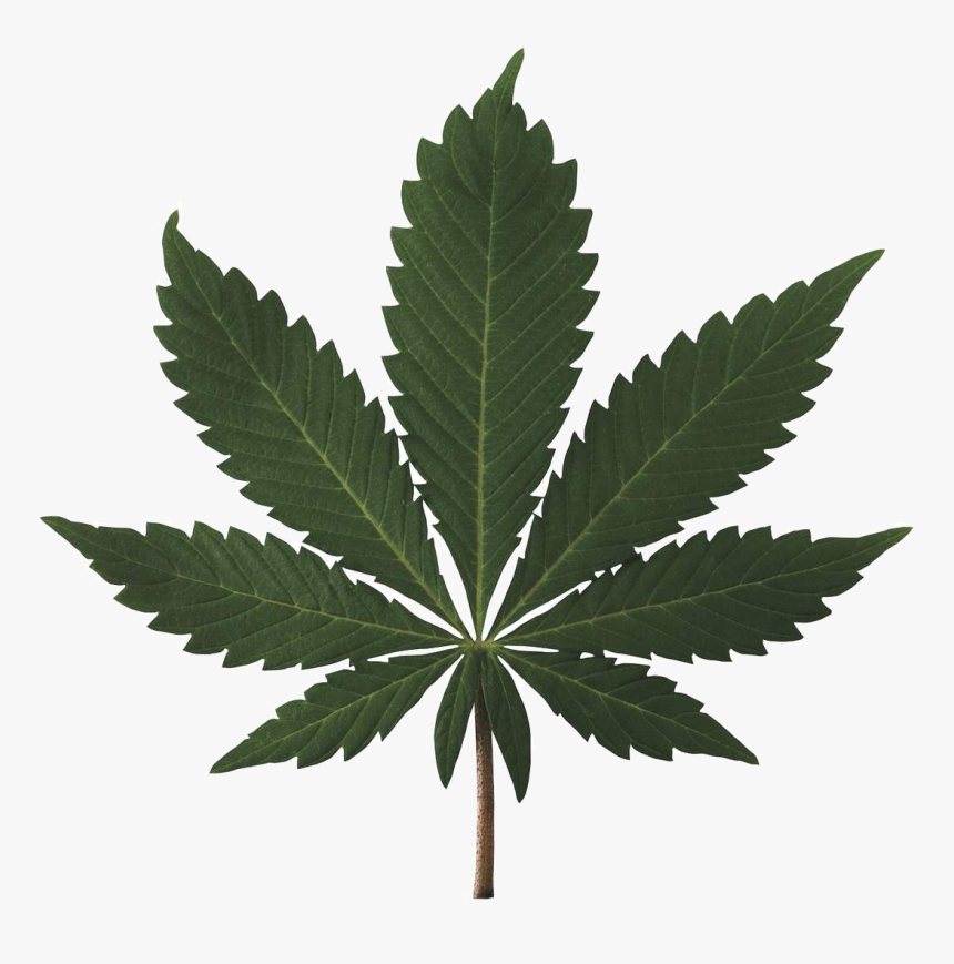High Resolution Marijuana Leaf, HD Png Download