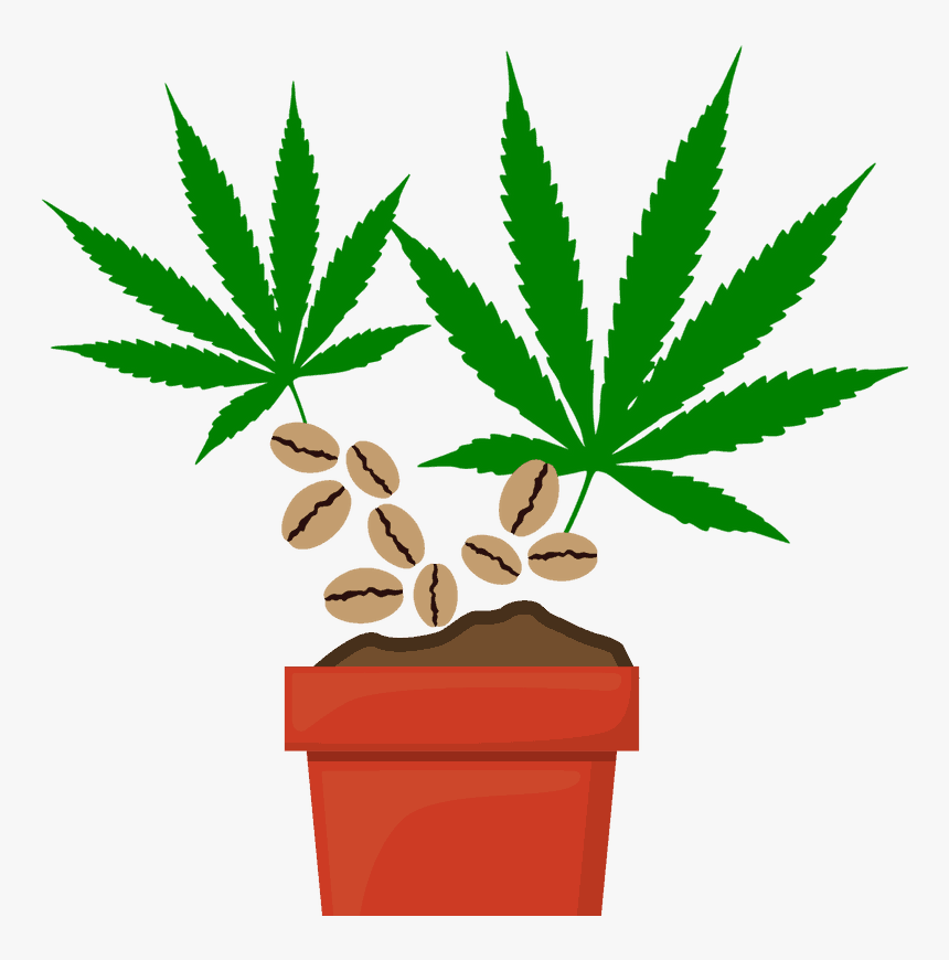 Marijuana Seeds - Illegal Weed, HD Png Download