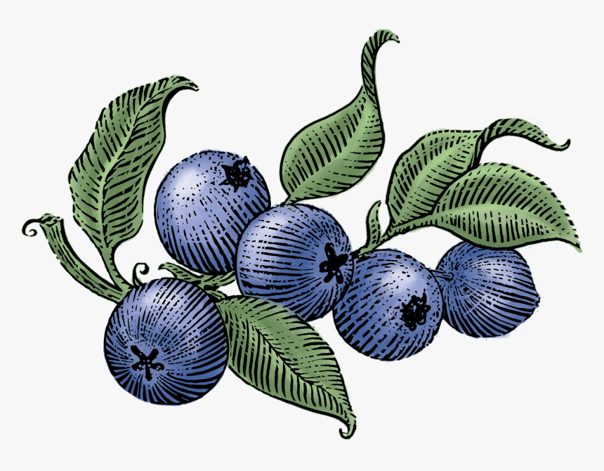 Clip Art Blueberry Photos - Siggi's Blueberry Drinkable Yogurt, HD Png Download