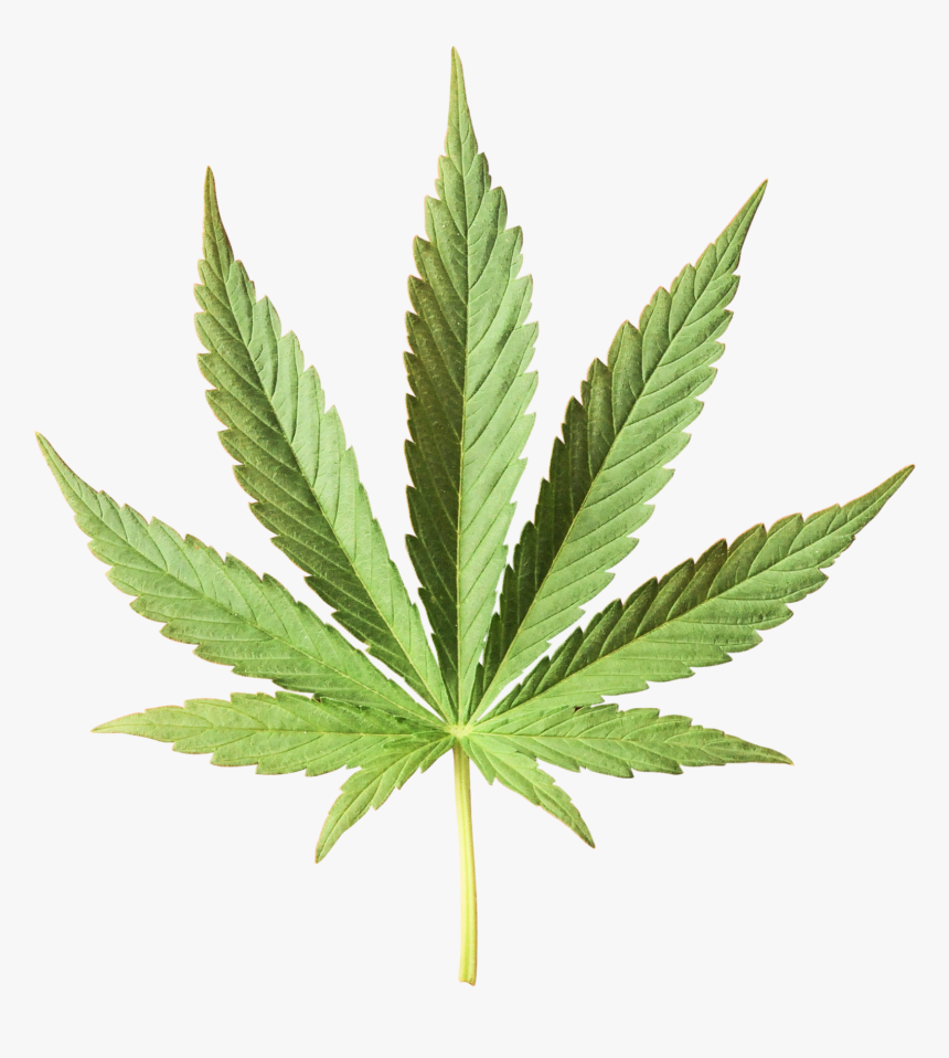 Hemp Leaves, HD Png Download