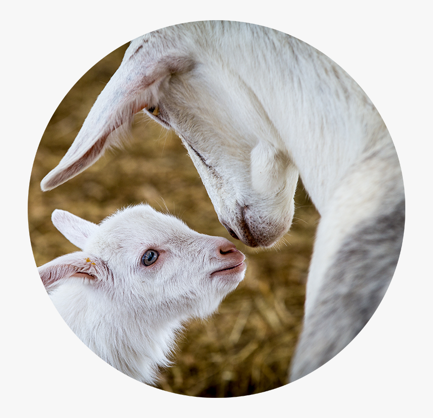 Only Export-grade, High Quality Goat Milk Is Used In - Sheep, HD Png Download