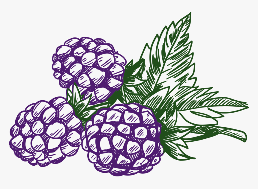 Flowering Plant,flower,leaf - Blackberry Clipart Black And White, HD Png Download