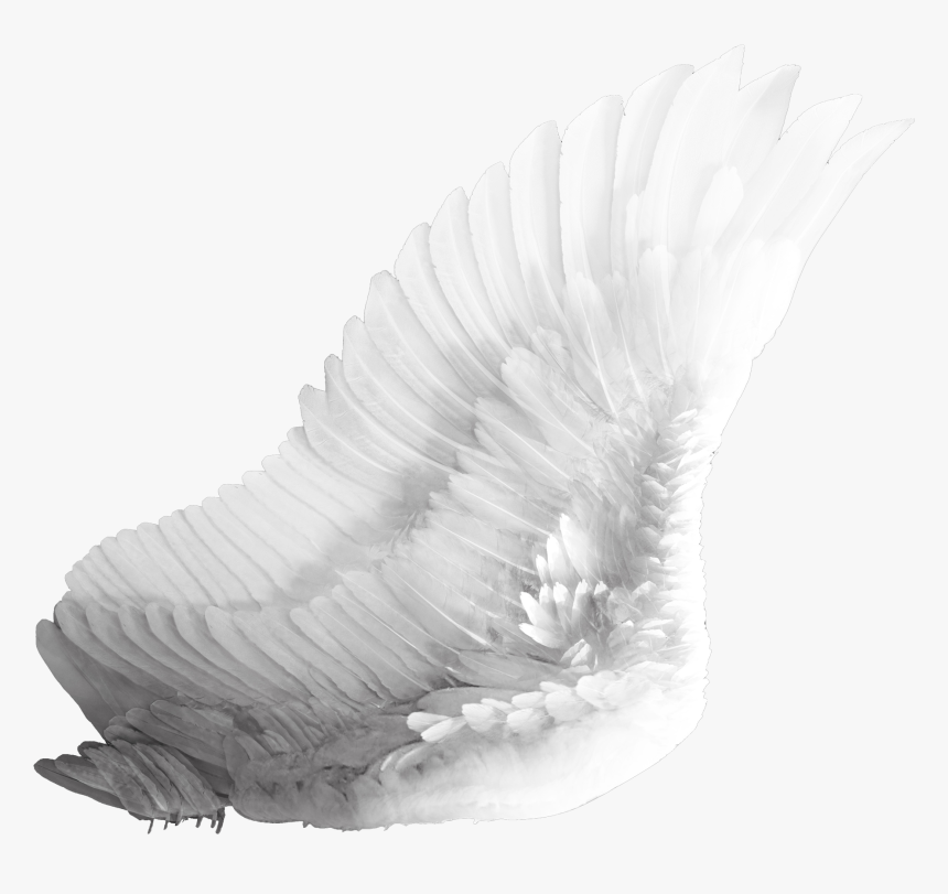 Wings Png - White Bird Wing Png, Transparent Png