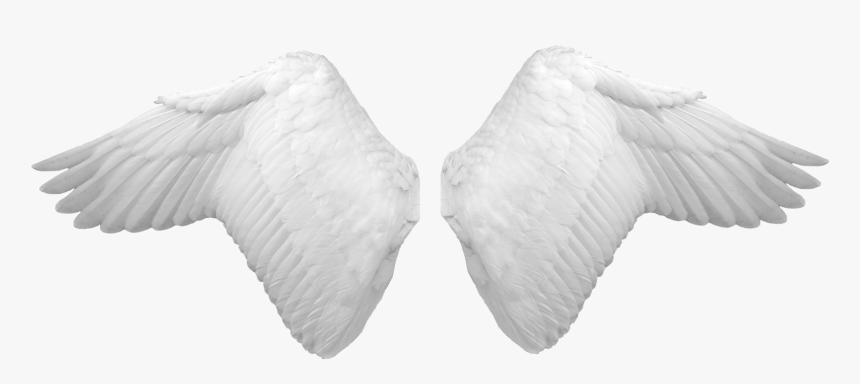 White Wings - Angel Wings Psd, HD Png Download