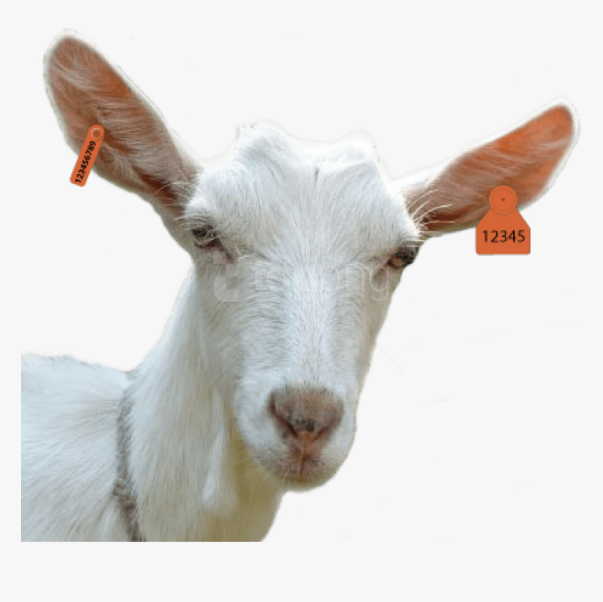 Goat Head Png, Transparent Png