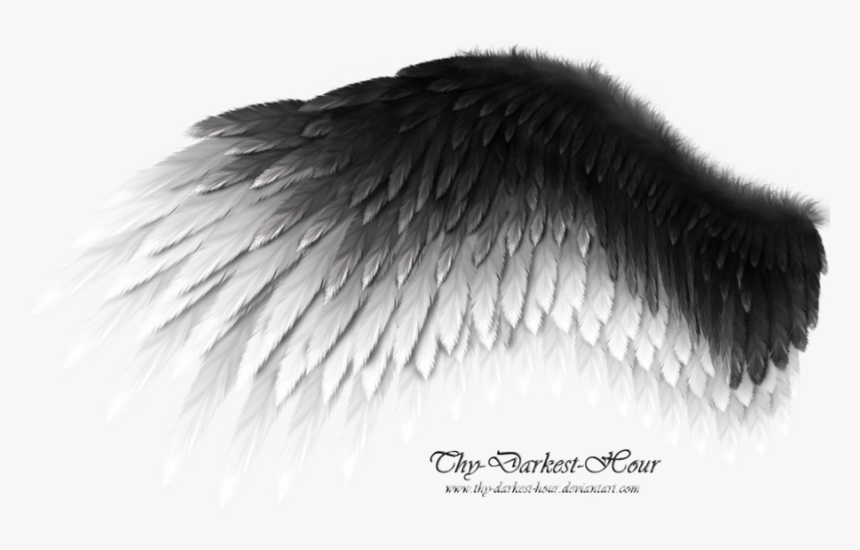 Black And White Wings, HD Png Download