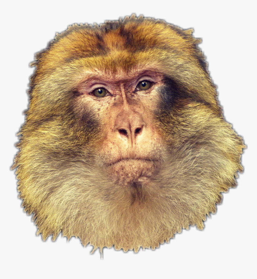 #monkey #macaco - New World Monkey, HD Png Download