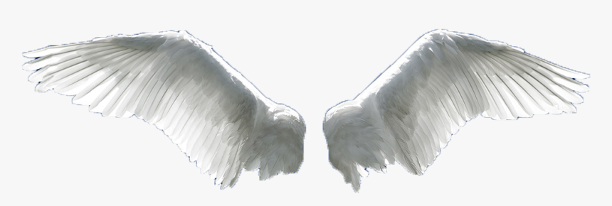 Wing Flight Aile - Angel Wings Png Transparent, Png Download
