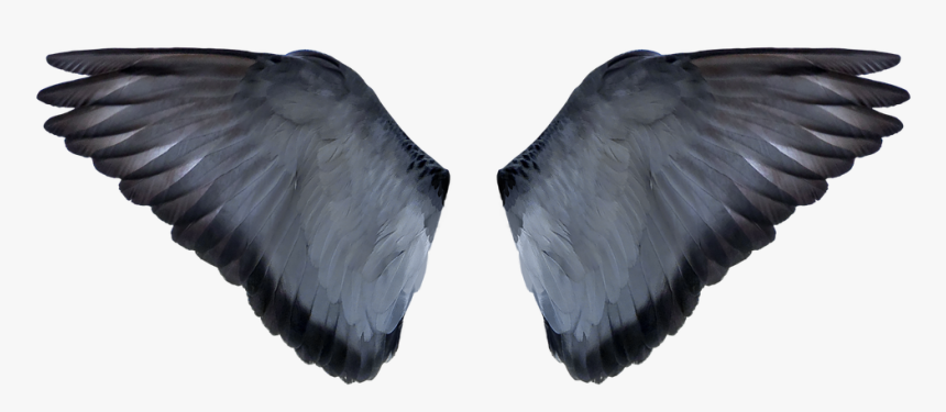 Background Editing Wings Hd, HD Png Download