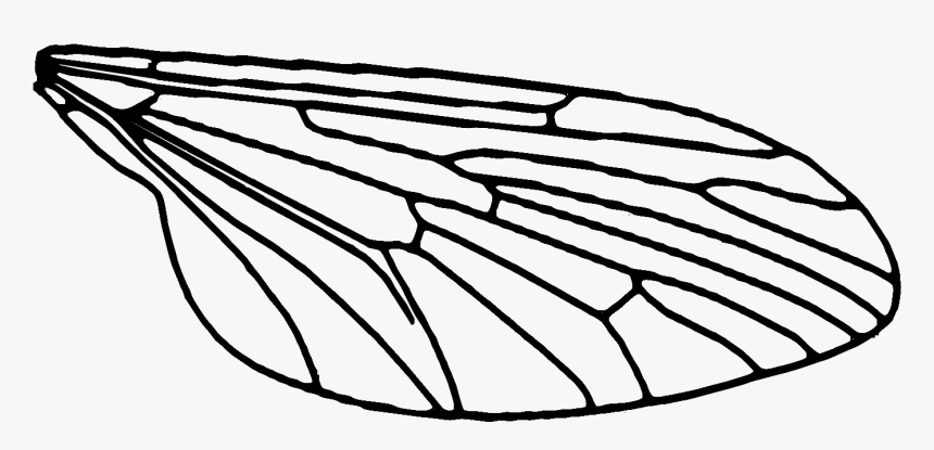 Each Wing Is Printed In 3 Pieces, A White Wing Sandwiched - Transparent Fly Wings, HD Png Download