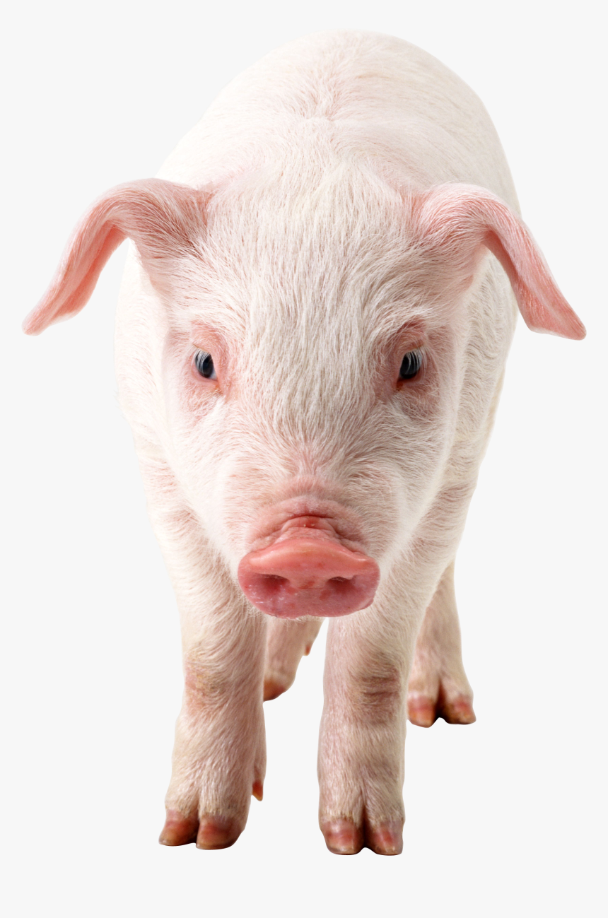 Download Pig Png Clipart - Pig Transparent, Png Download