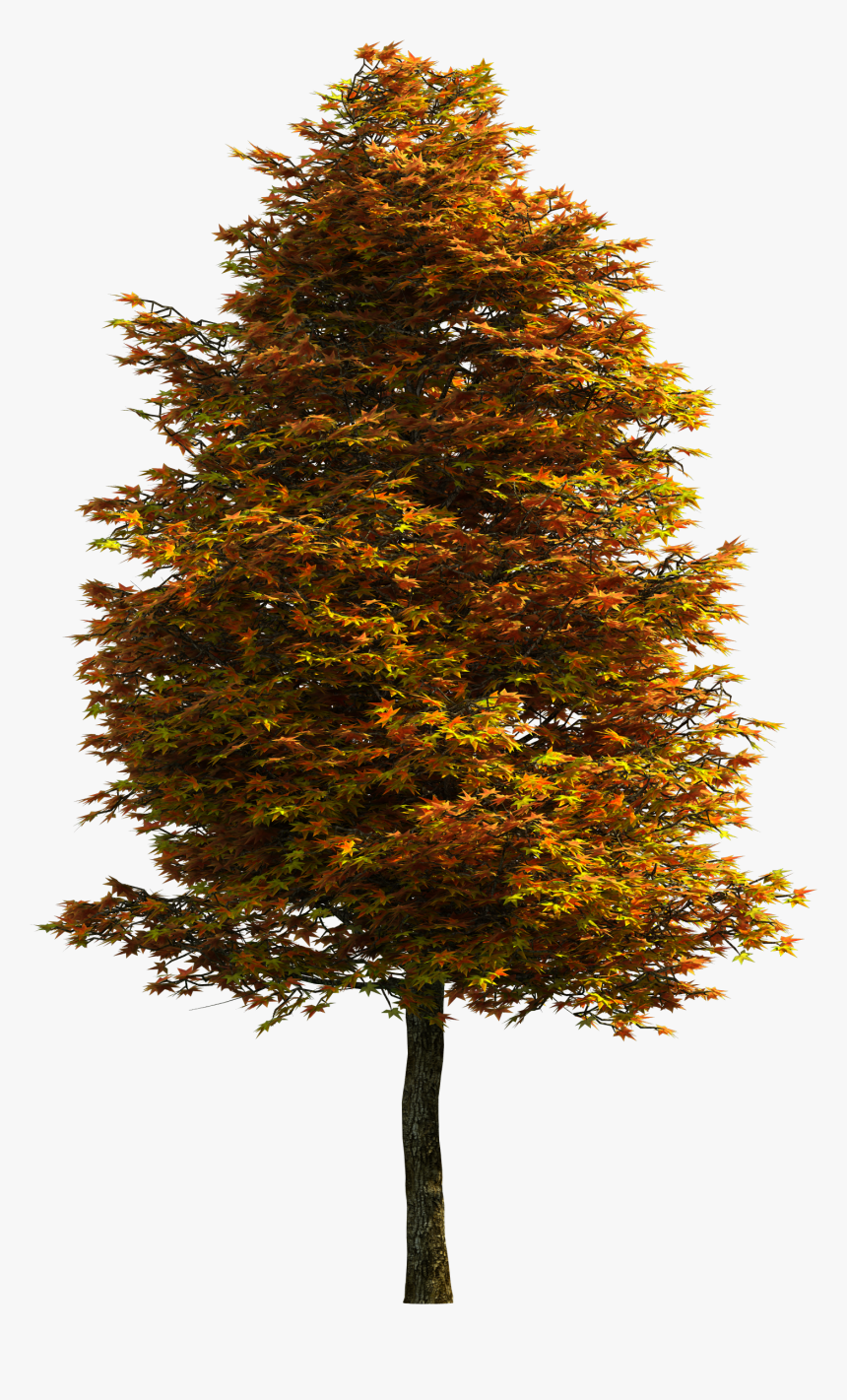 Tree Png Download Free Clipart - Transparent Background Trees Png, Png Download