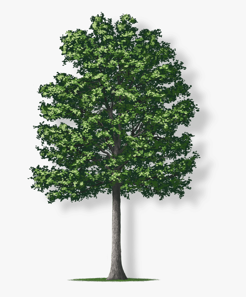 Tulip Tree Png, Transparent Png