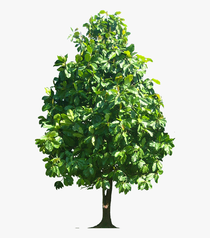 Transparent Tulip Tree Png - Walnut Tree Png, Png Download