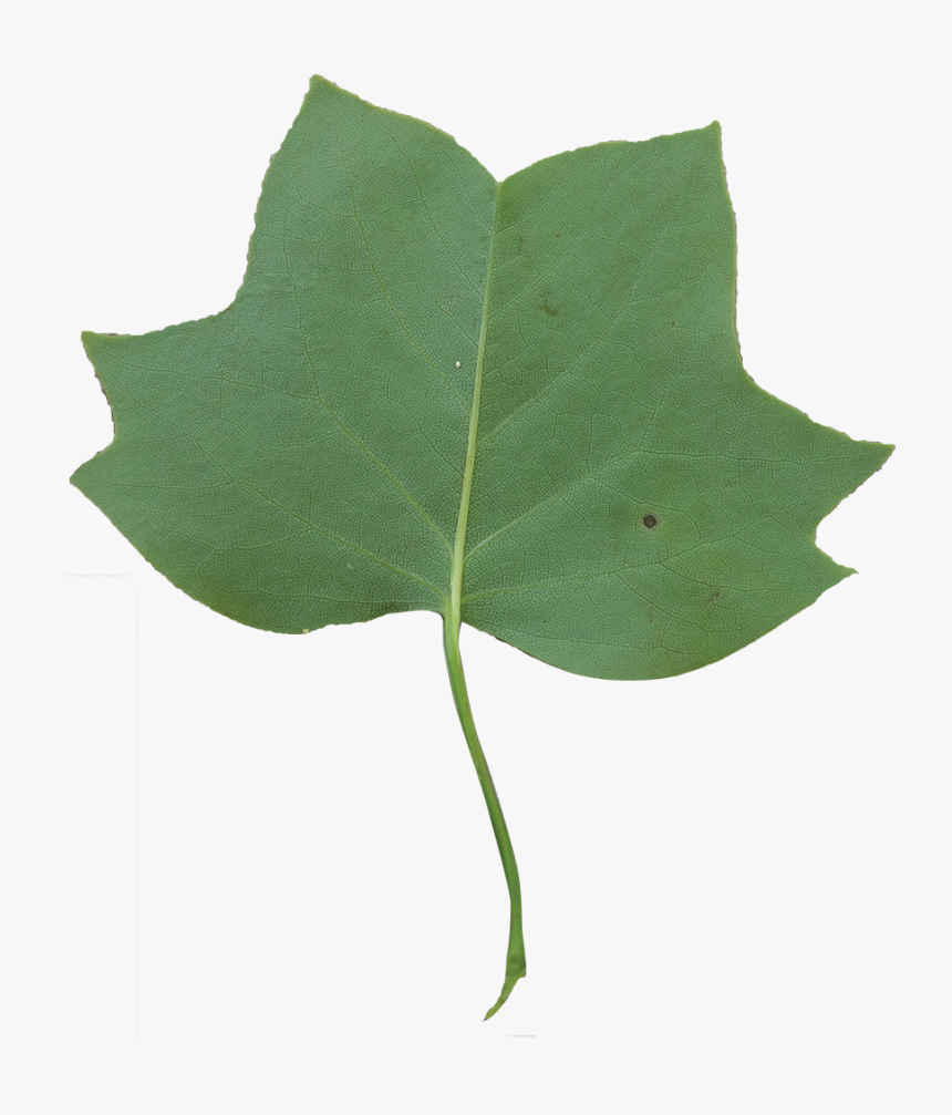 Tulip Poplar Leaf Png, Transparent Png