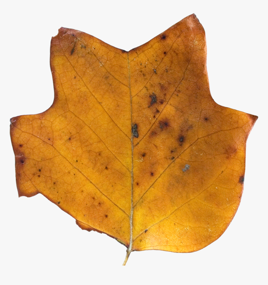 Brown Tulip Tree Top - Maple Leaf, HD Png Download