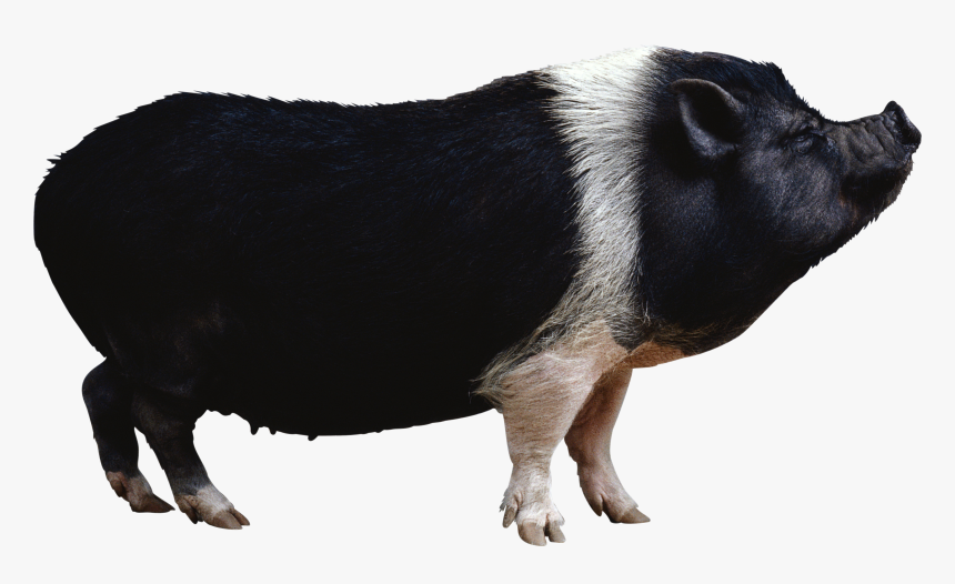 Pot Bellied Pig Clipart Clipground - Black Pig Png, Transparent Png