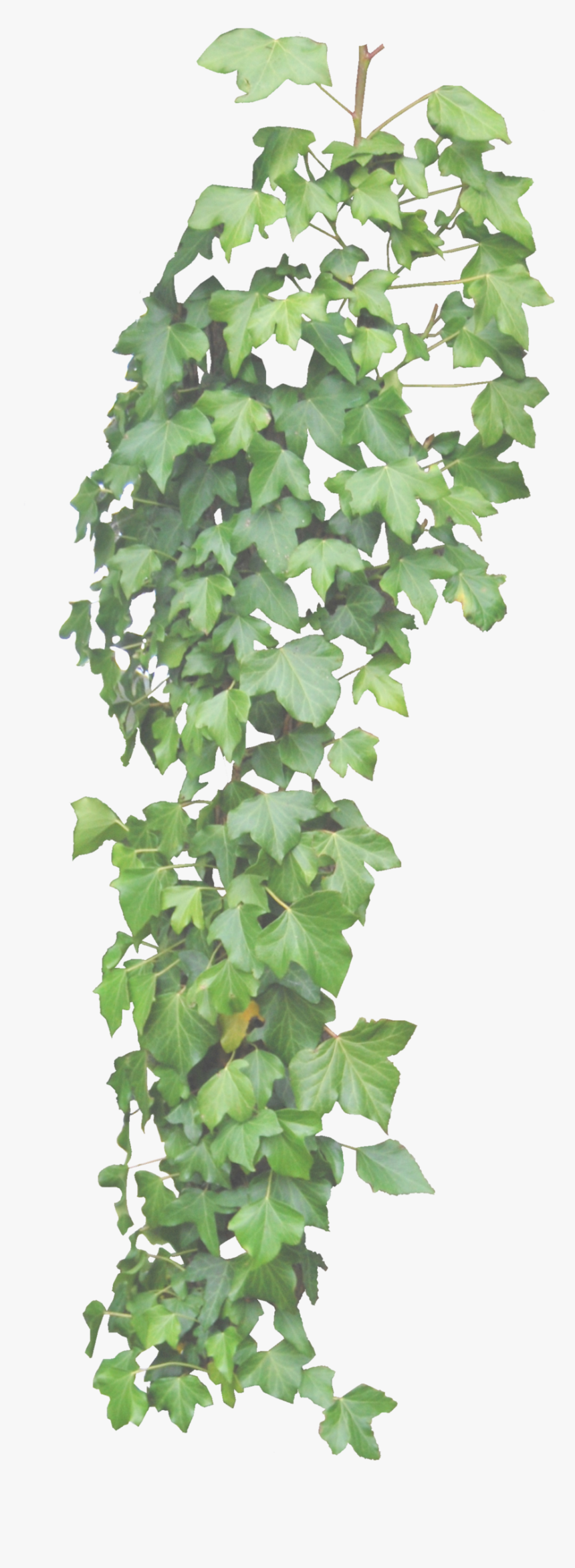 Ivy Hd Transparent Background - Hanging Ivy Transparent Background, HD Png Download
