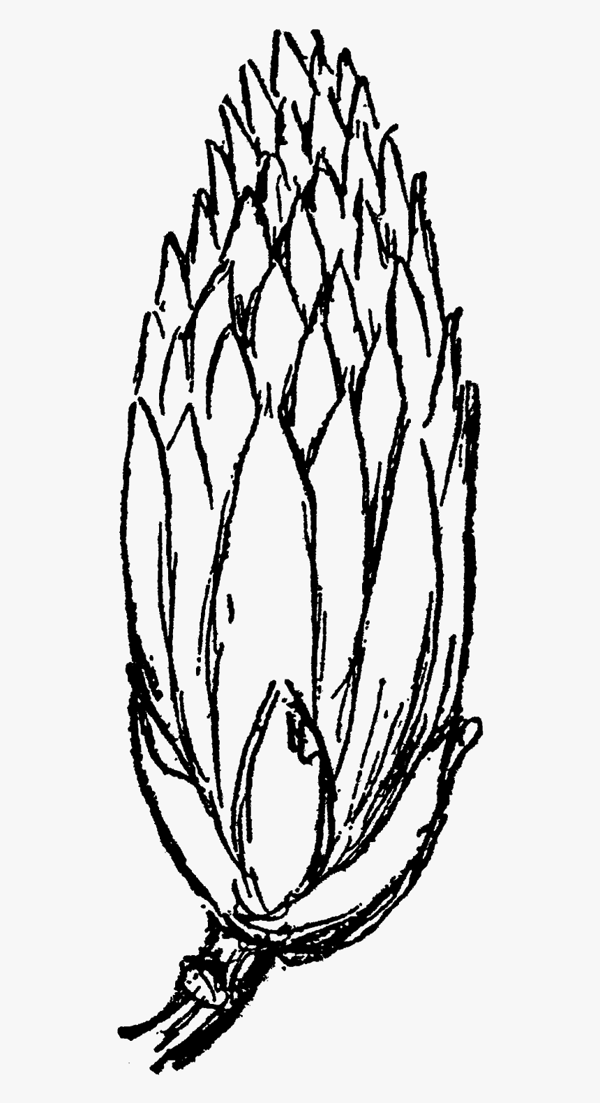 Flower Floral Wildflower Tulip Tree Blossom Digital - Sketch, HD Png Download