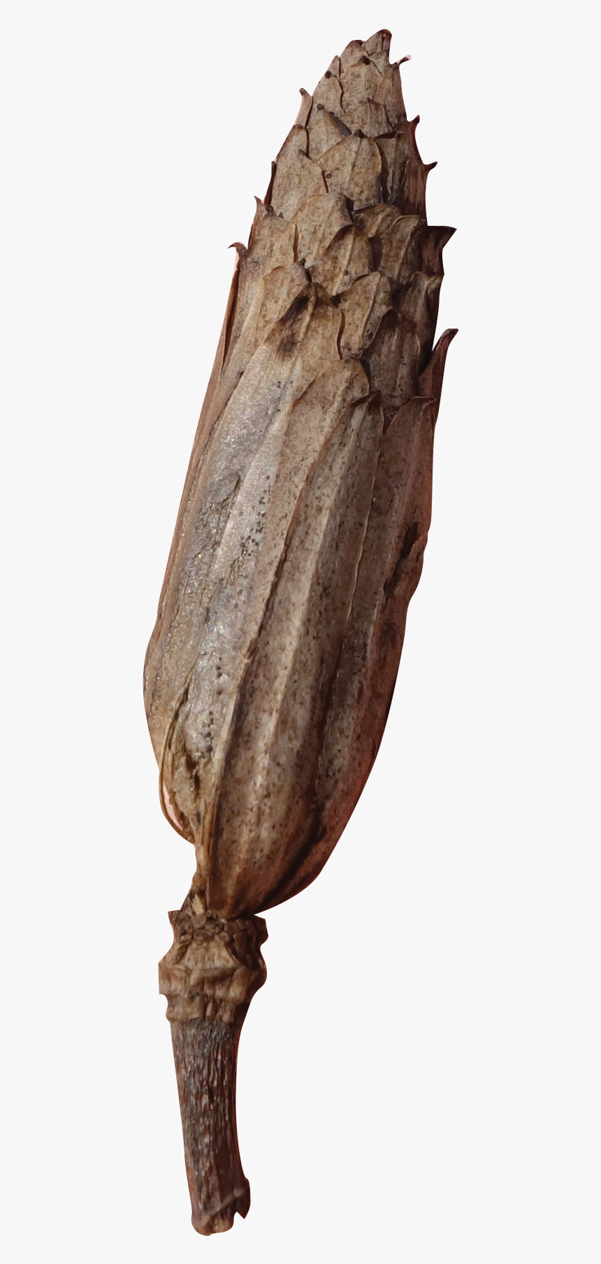 Fish Products, HD Png Download