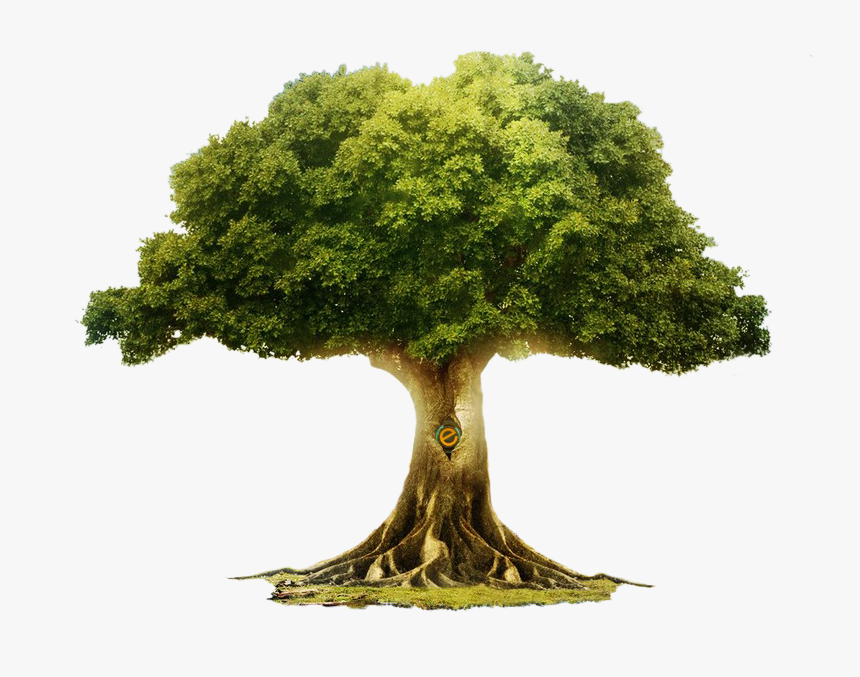Large Evergreen Trees Australia, HD Png Download