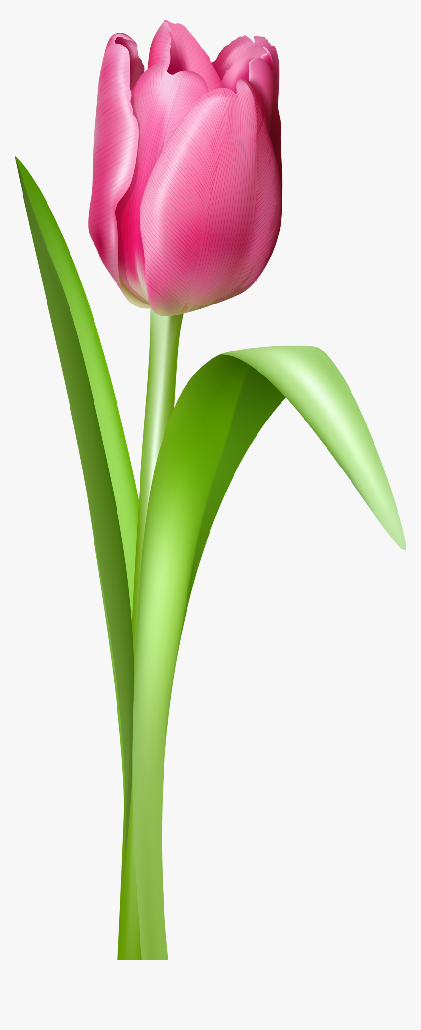 Tulip Clipart 2 Image - Tulip Flower Png, Transparent Png