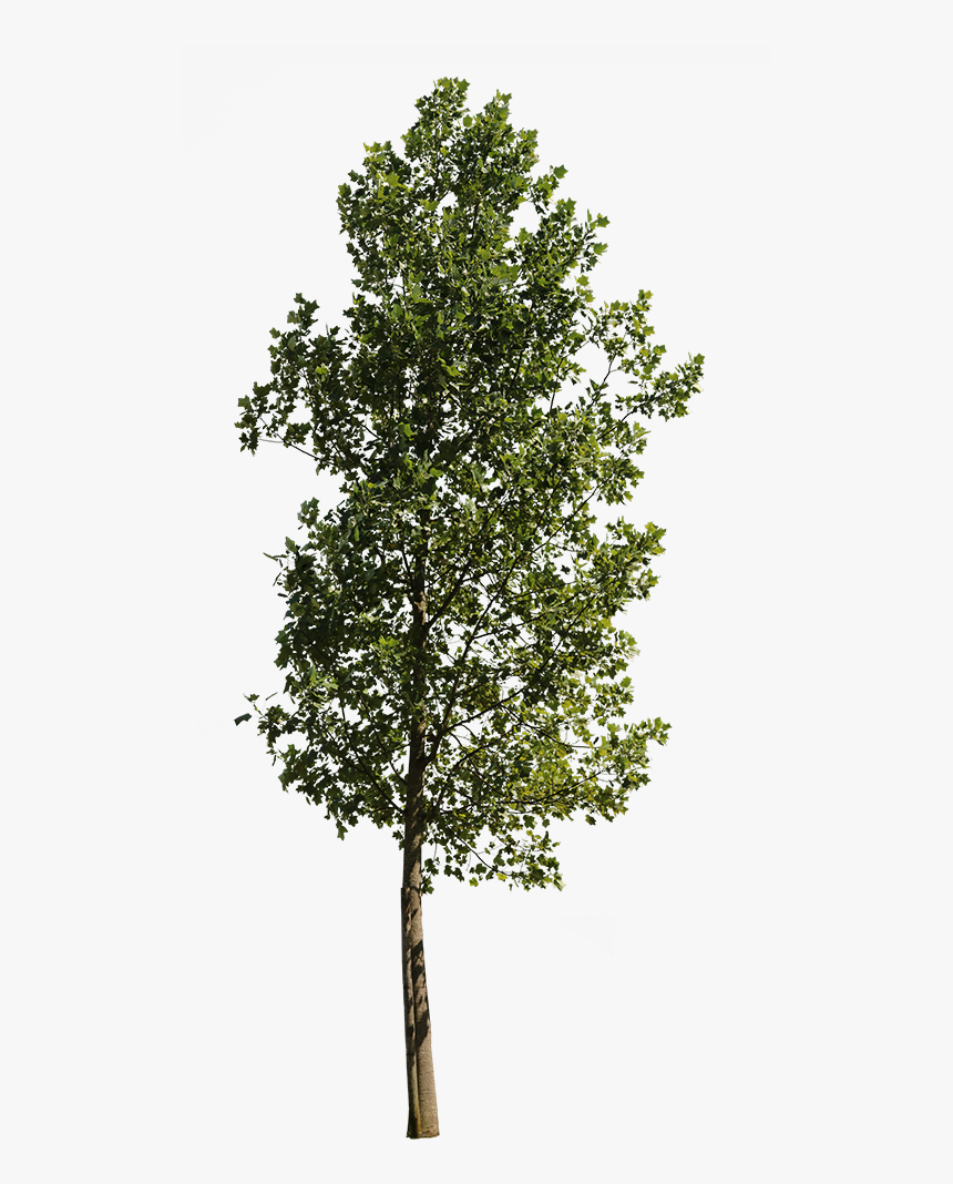 Tulip Tree Png, Transparent Png