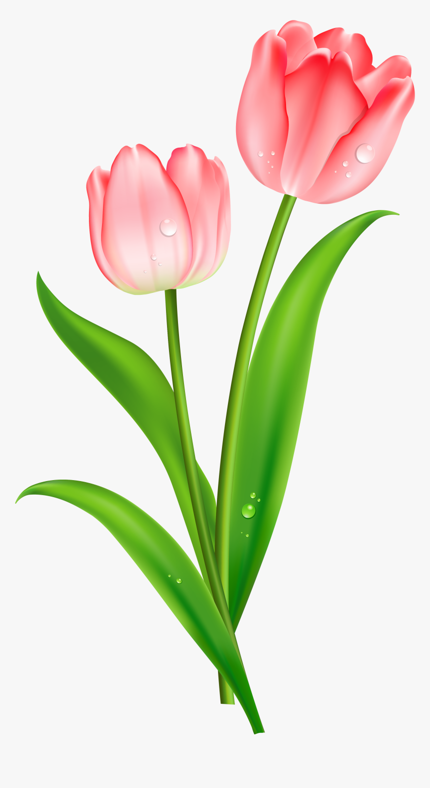 Tulip Clipart, HD Png Download