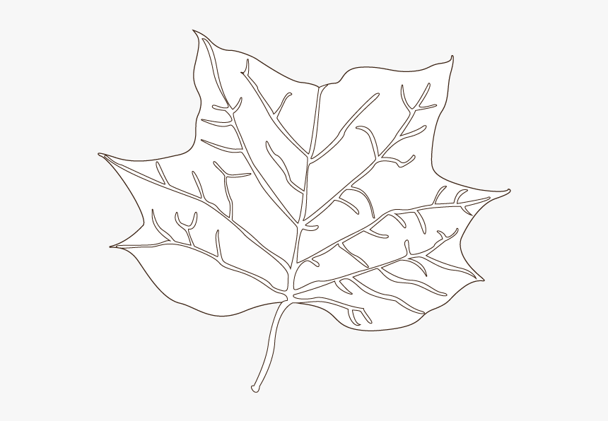 Tulip Tree Leaf Illustration - Drawing, HD Png Download